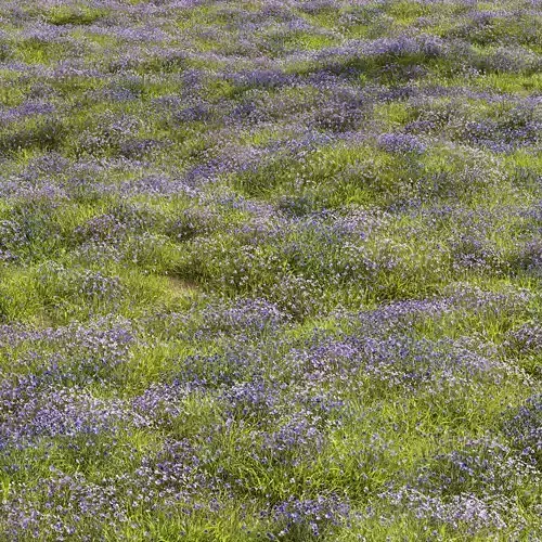 Meadow Lawn Grassland Set 015 3D model