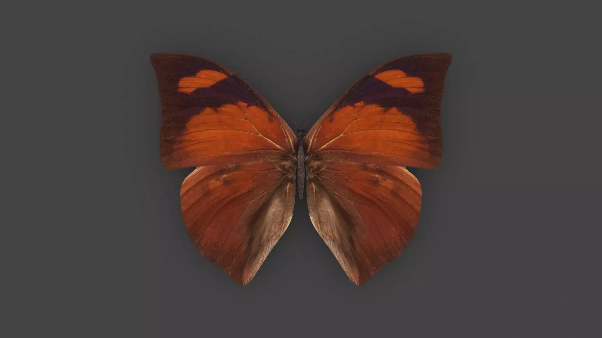 BFLY-006 Butterfly 3D model_0