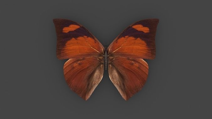 BFLY-006 Butterfly 3D model