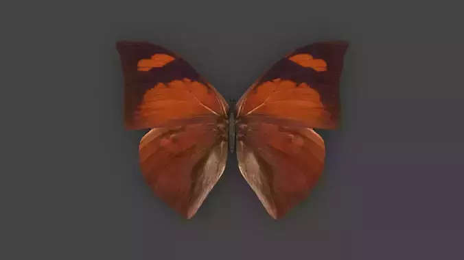 BFLY-006 Butterfly 3D model