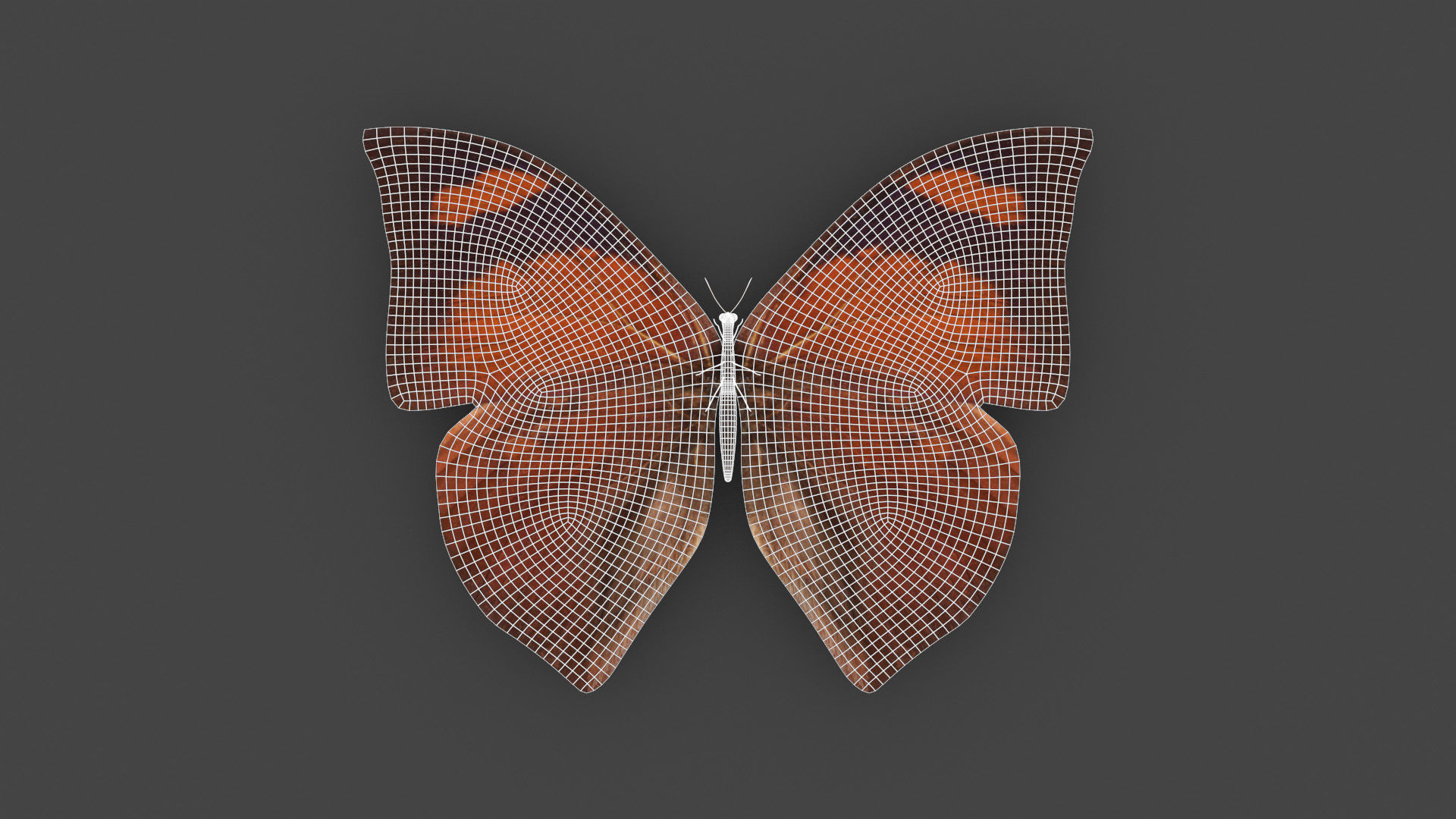 BFLY-006 Butterfly 3D model_1