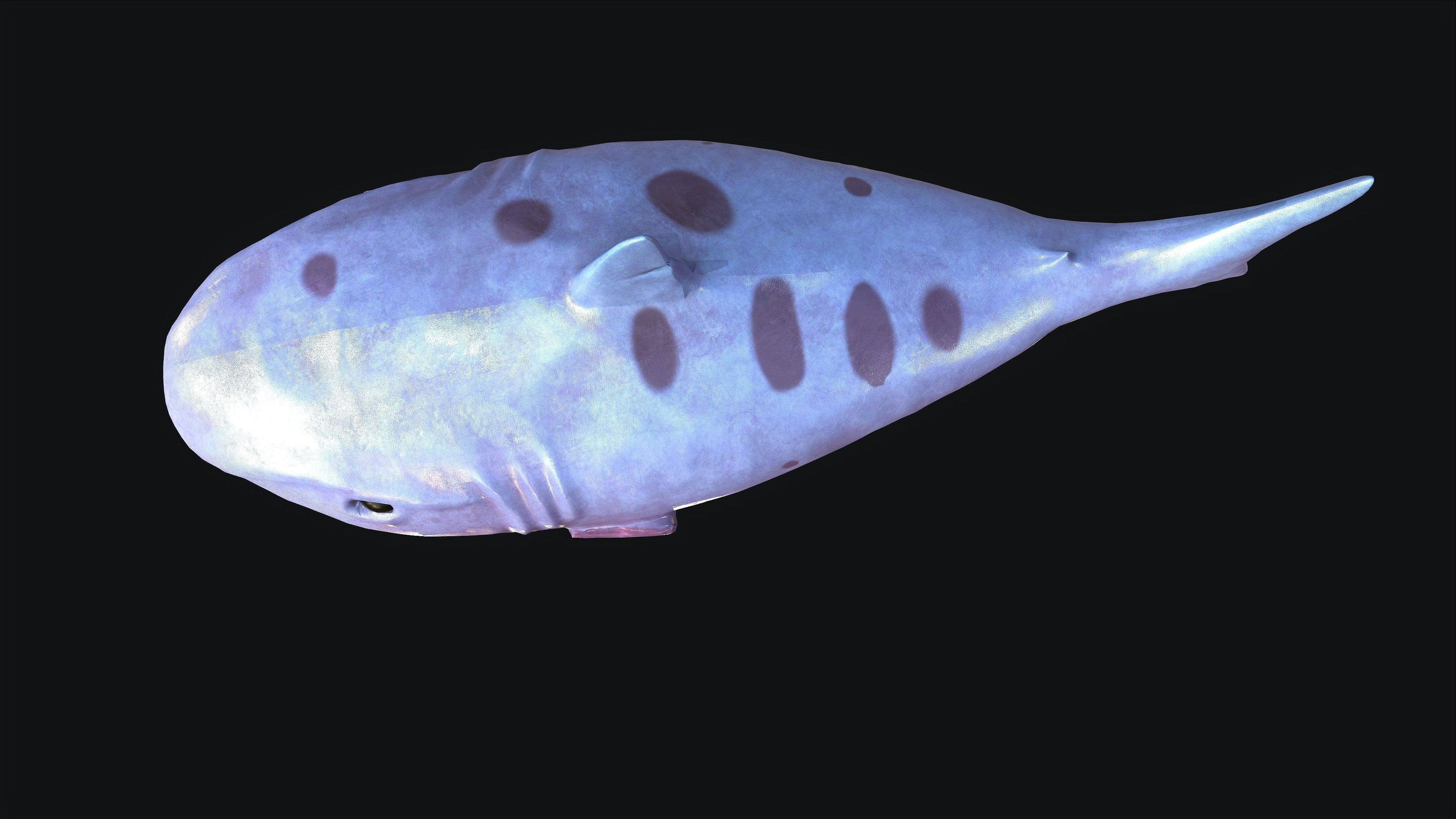 Shark whale head Low-poly 3D model_5