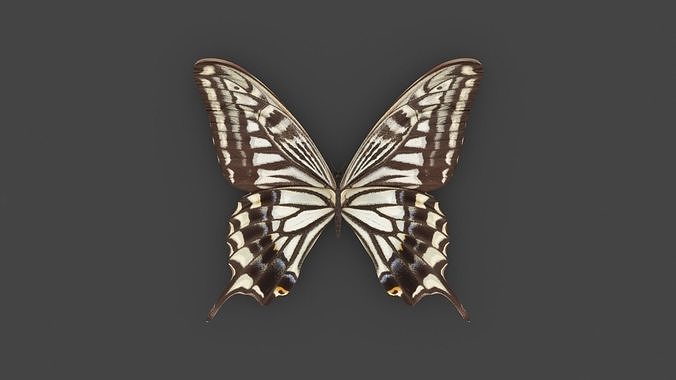 BFLY-007 Butterfly 3D model