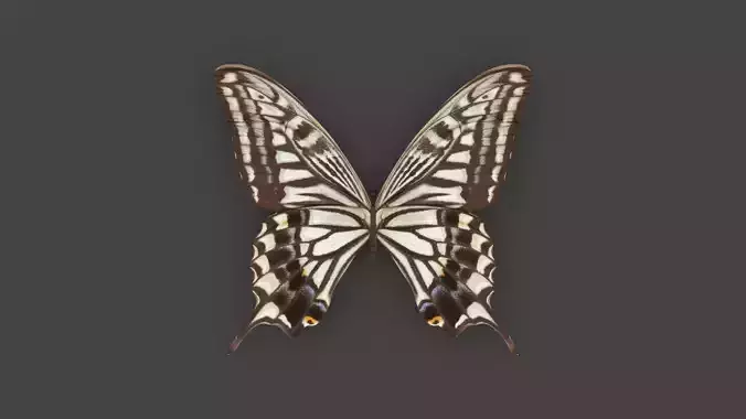 BFLY-007 Butterfly 3D model