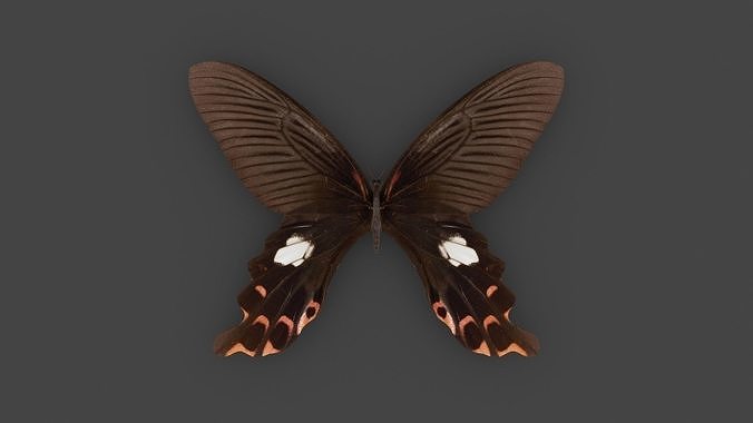 BFLY-008 Butterfly 3D model