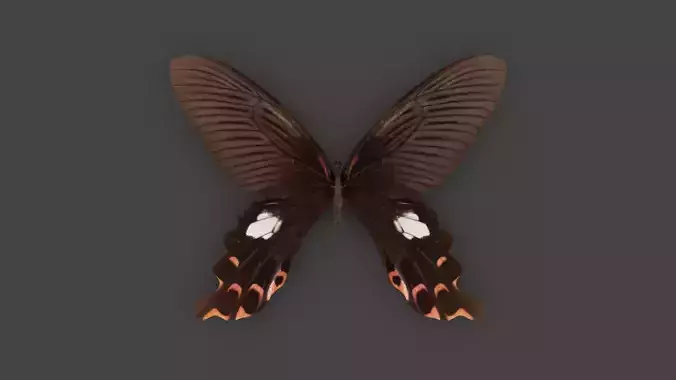 BFLY-008 Butterfly 3D model