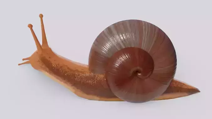 Low Poly Snail 3D Model Low-poly 3D model