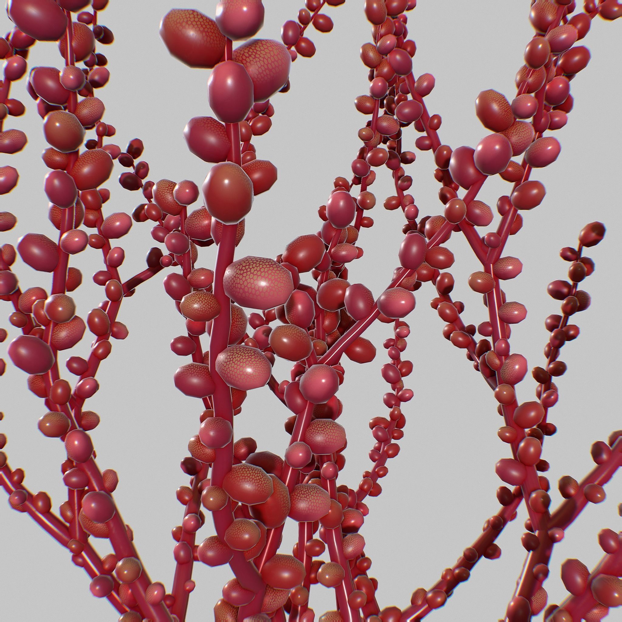 Red Grape Caulerpa V1 3D model_6