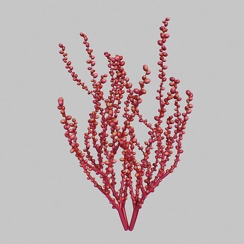 Red Grape Caulerpa V1 3D model