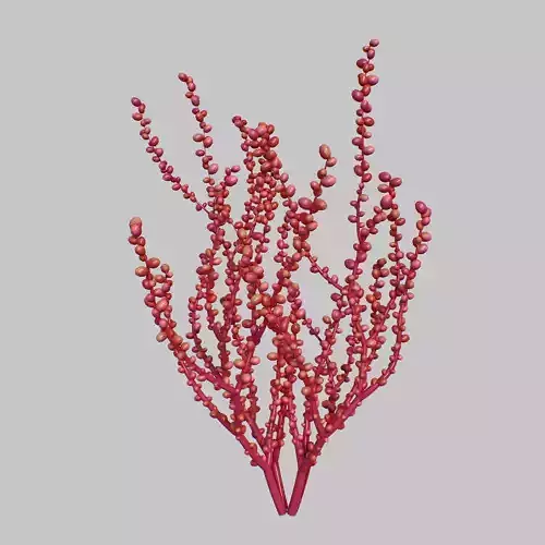 Red Grape Caulerpa V1 3D model