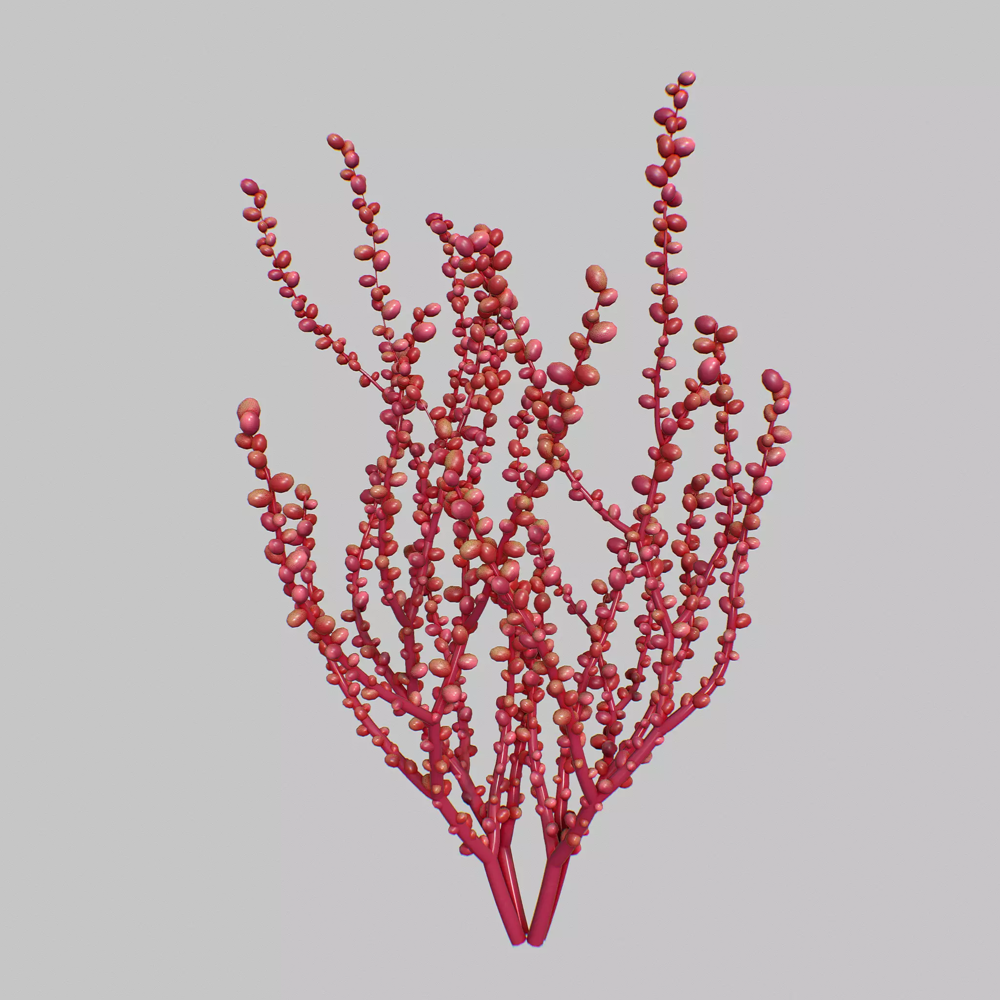 Red Grape Caulerpa V1 3D model_0