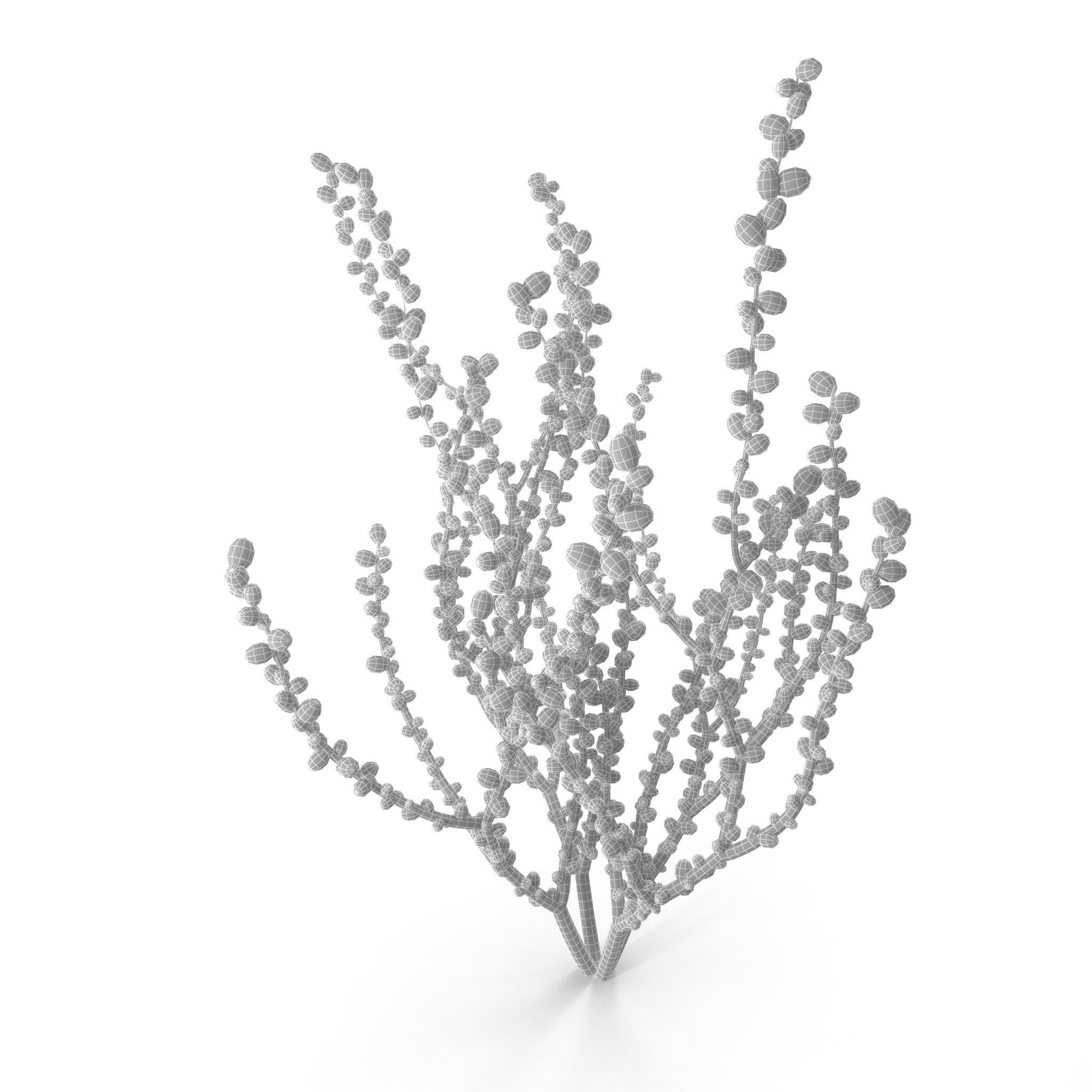 Red Grape Caulerpa V1 3D model_7