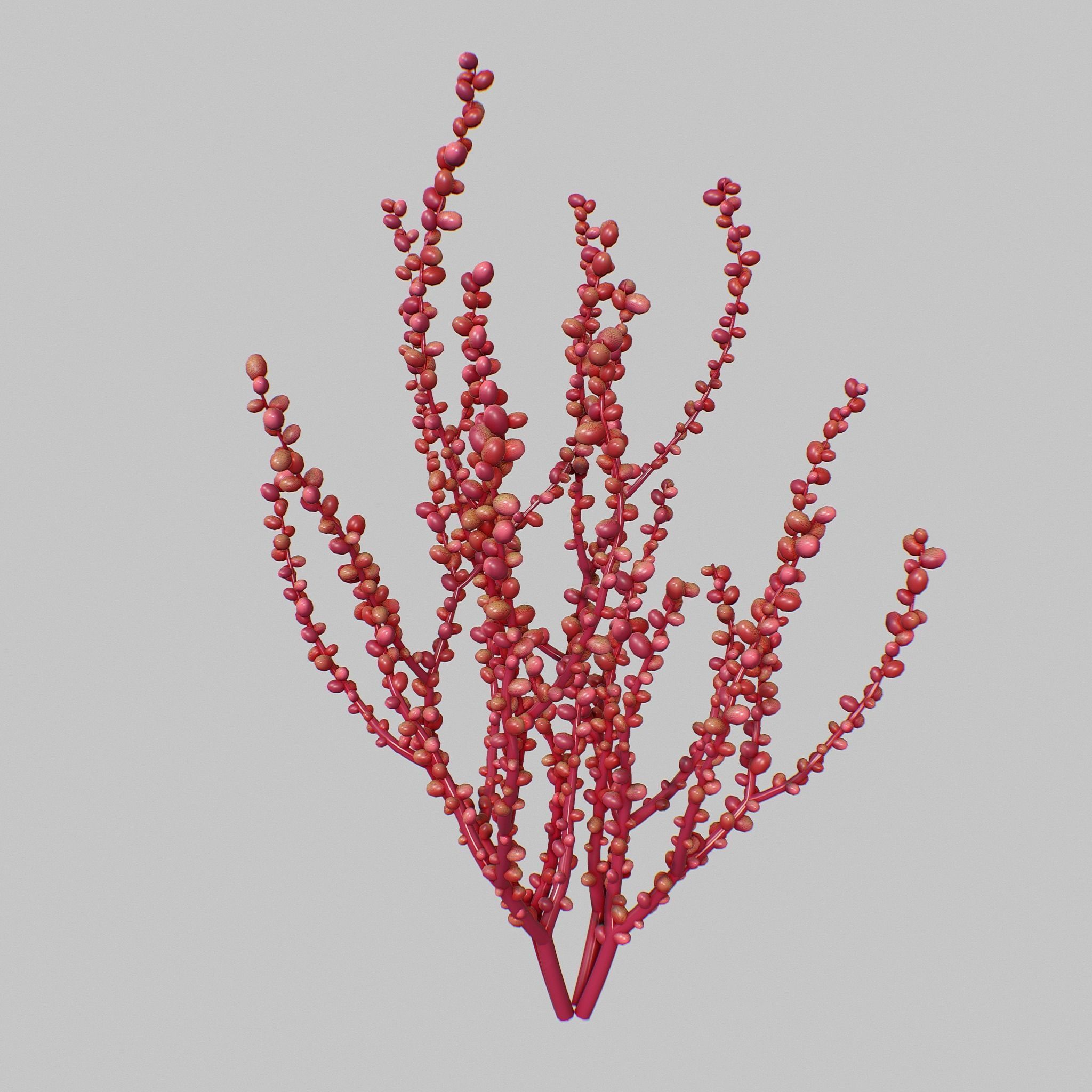 Red Grape Caulerpa V1 3D model_1