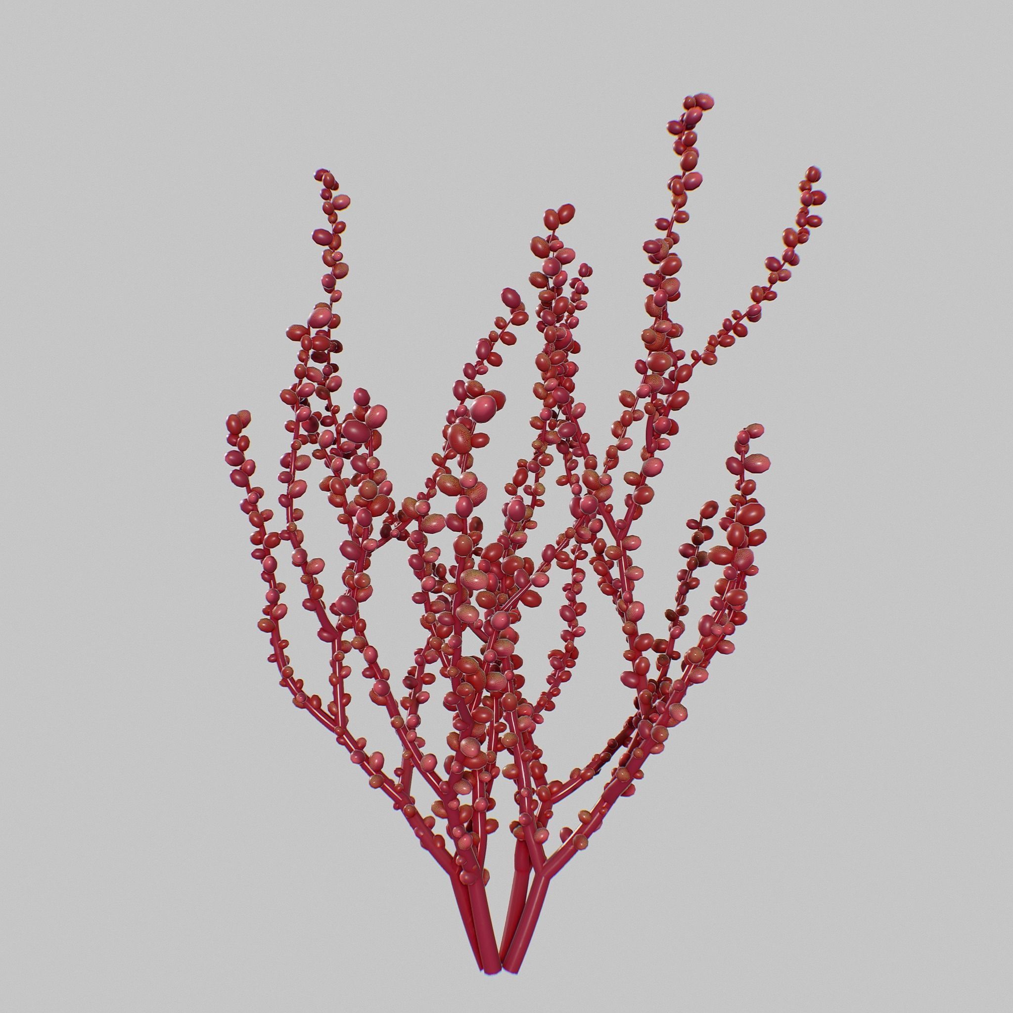 Red Grape Caulerpa V1 3D model_5