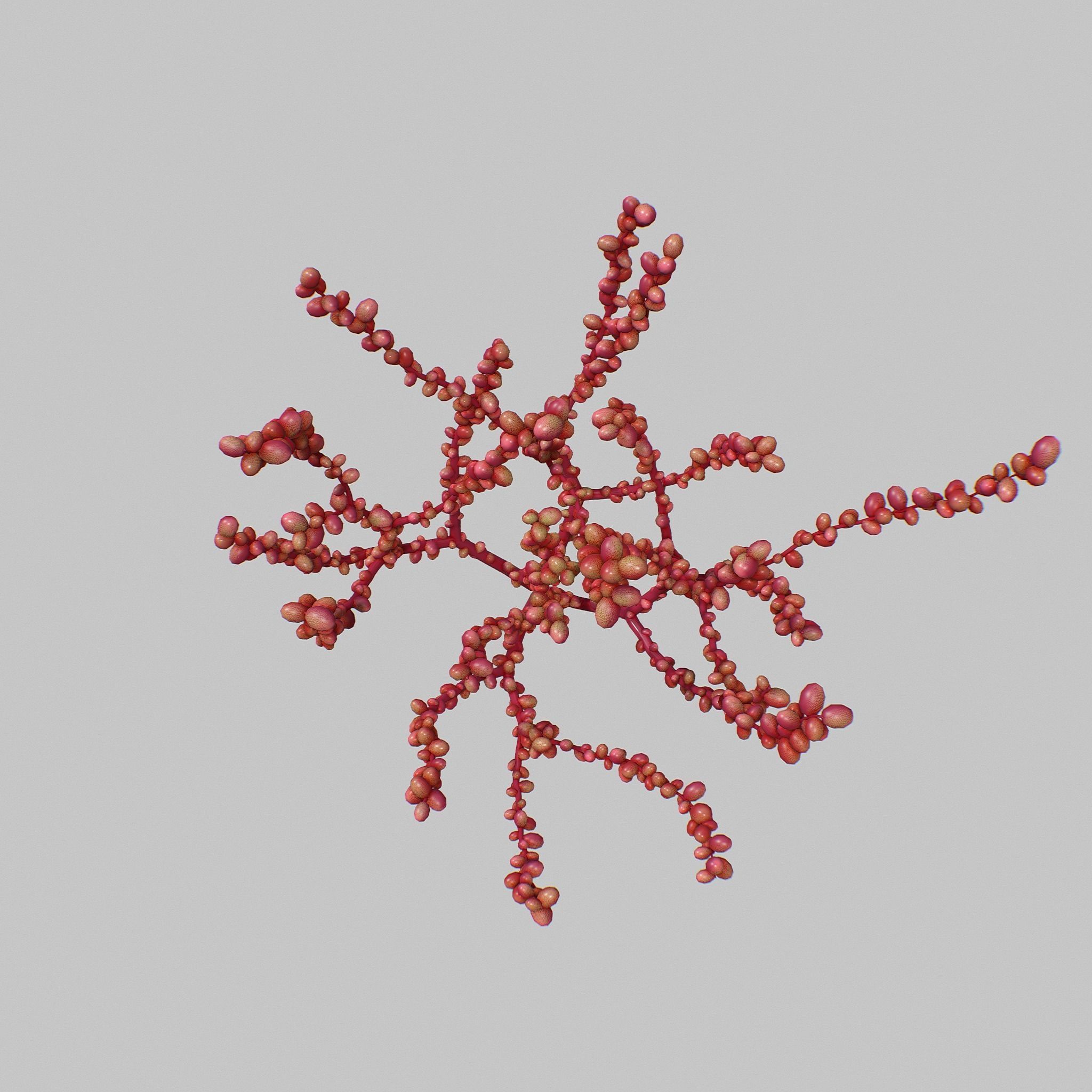 Red Grape Caulerpa V1 3D model_4