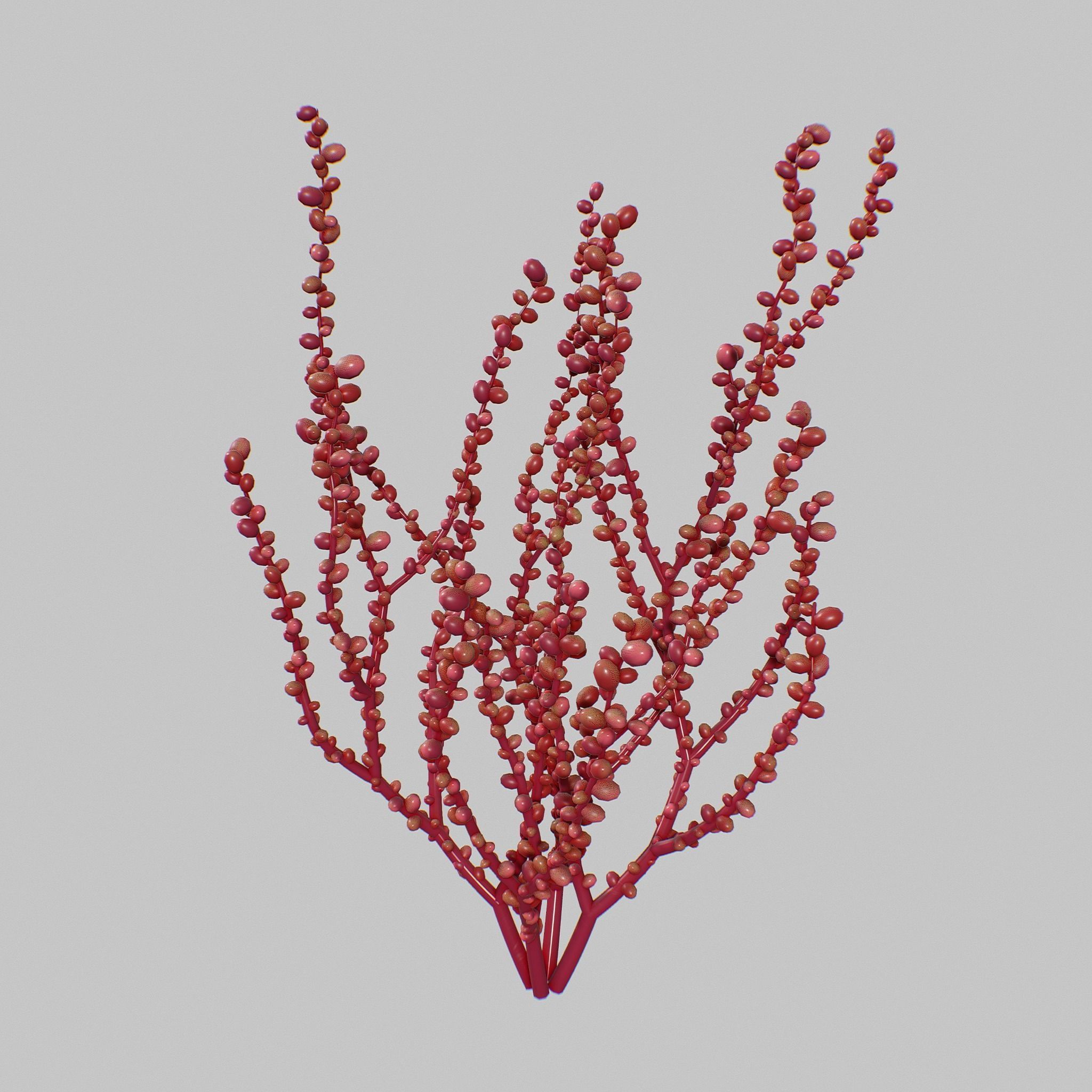 Red Grape Caulerpa V1 3D model_3