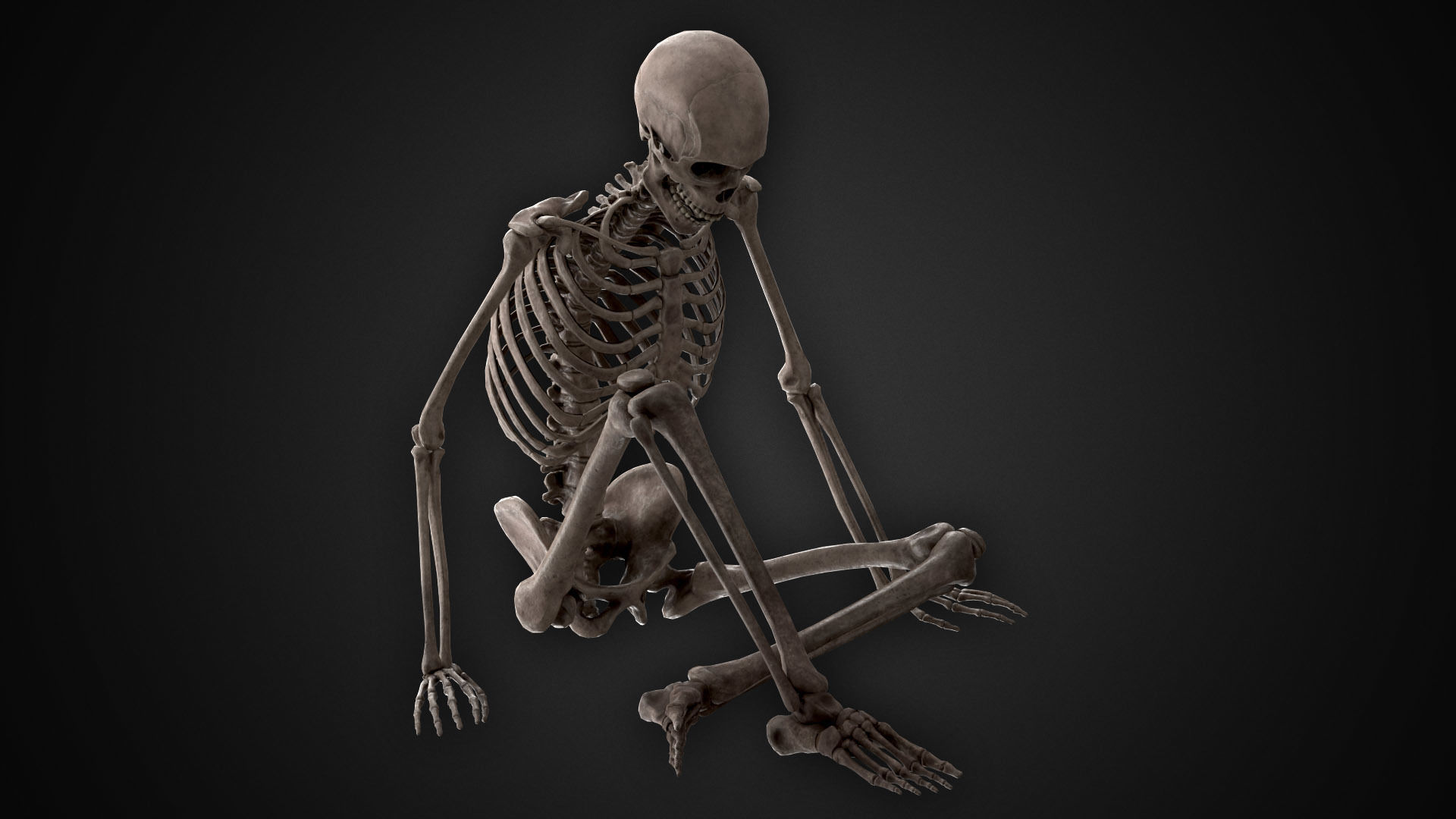 Human Skeletons and Bones Low-poly 3D model_17
