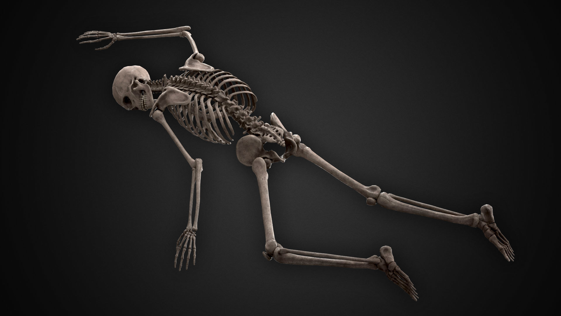 Human Skeletons and Bones Low-poly 3D model_6