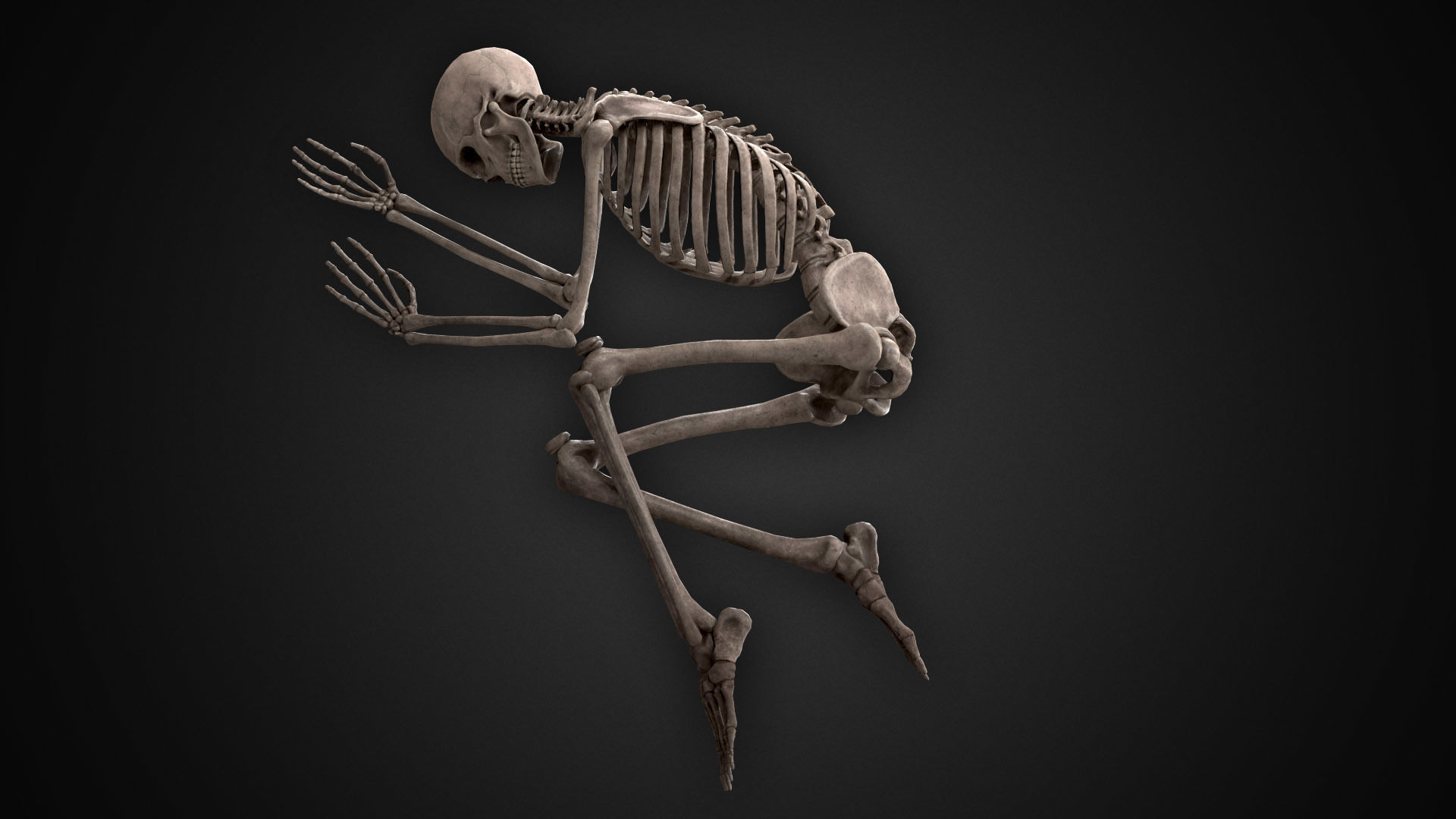 Human Skeletons and Bones Low-poly 3D model_7