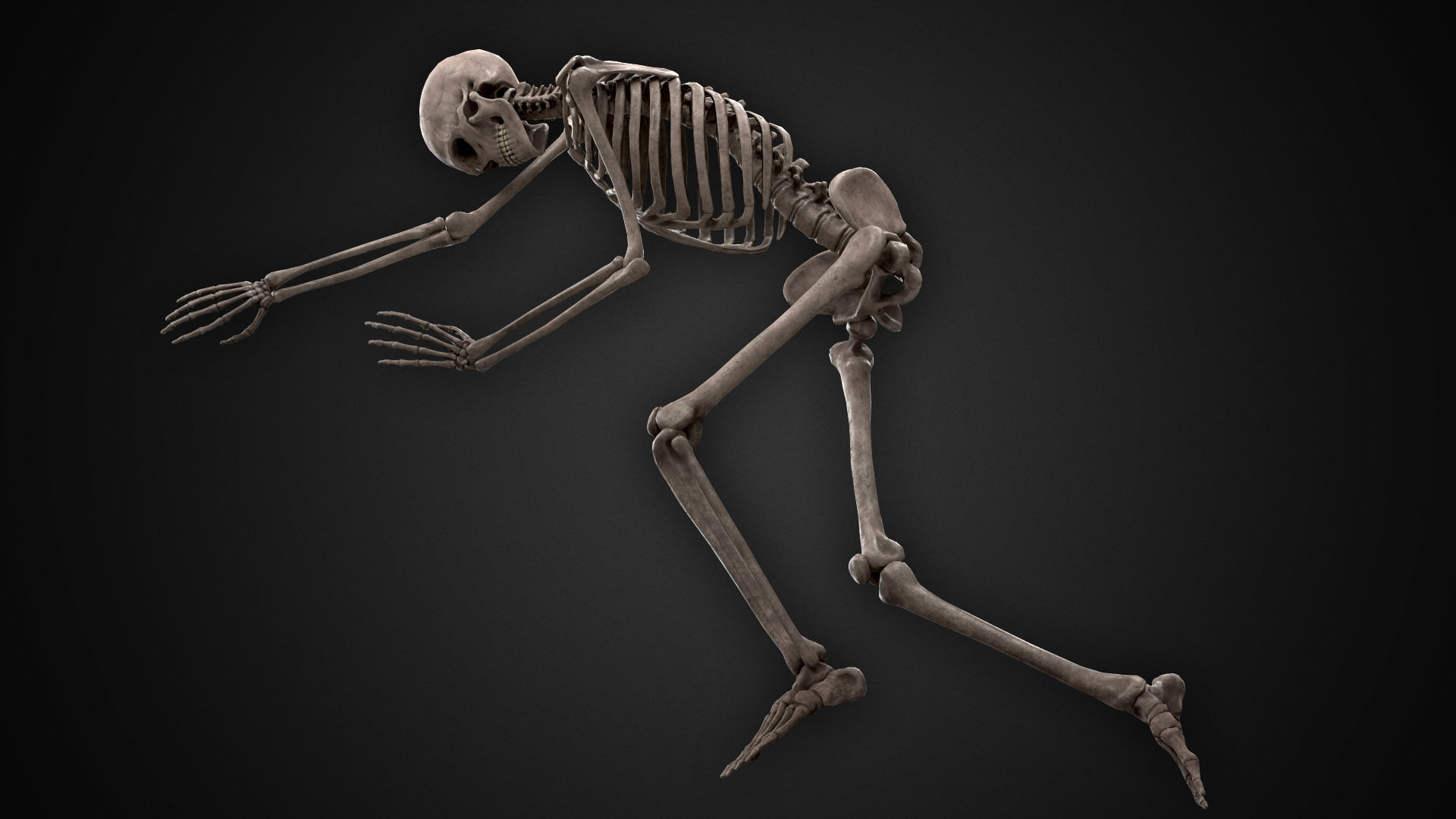 Human Skeletons and Bones Low-poly 3D model_15