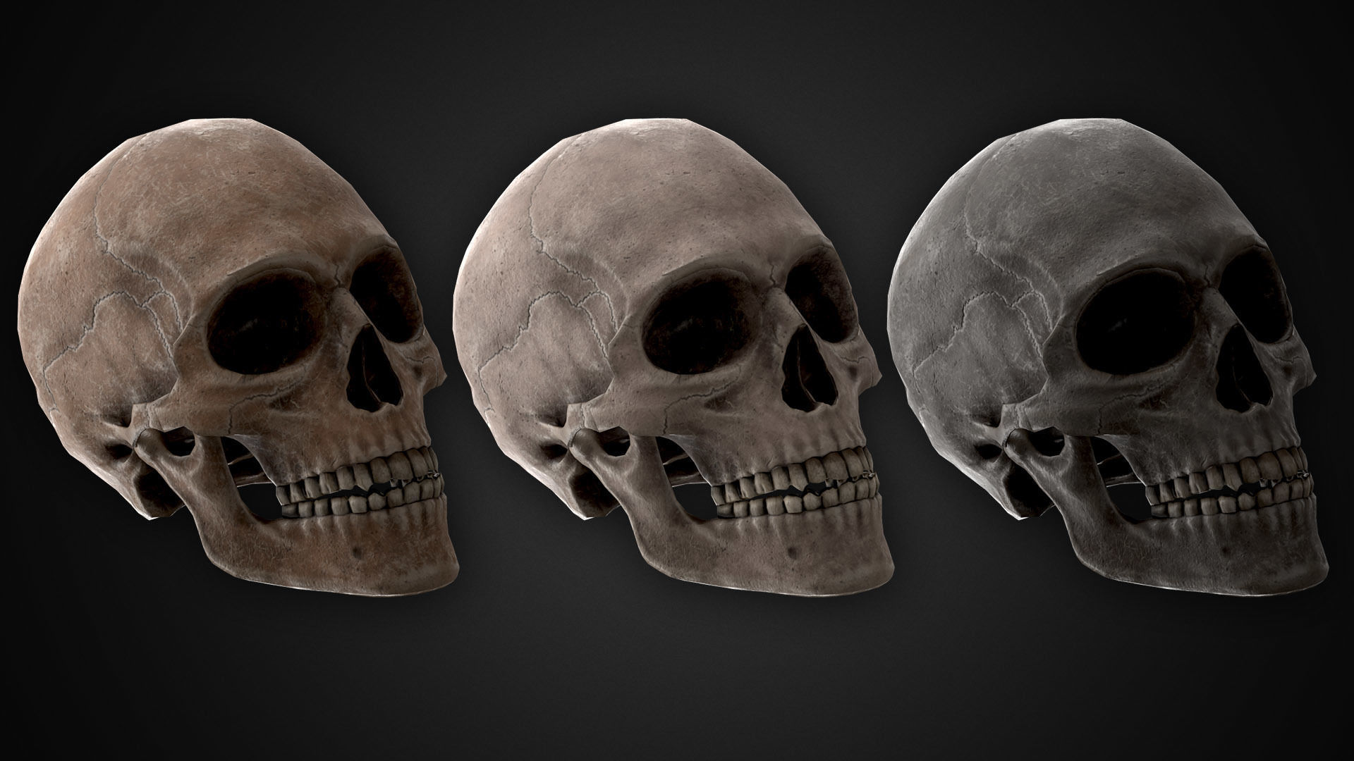 Human Skeletons and Bones Low-poly 3D model_3