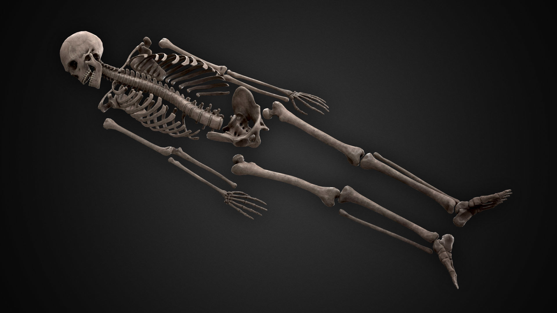 Human Skeletons and Bones Low-poly 3D model_18