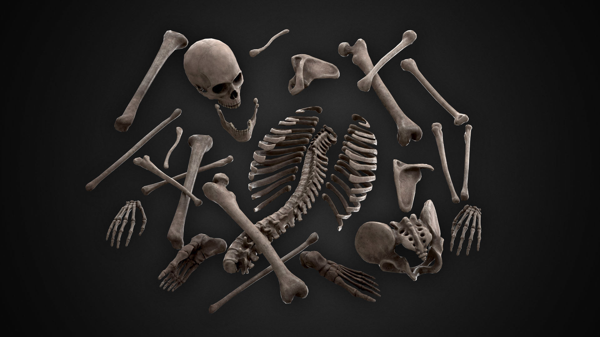 Human Skeletons and Bones Low-poly 3D model_8