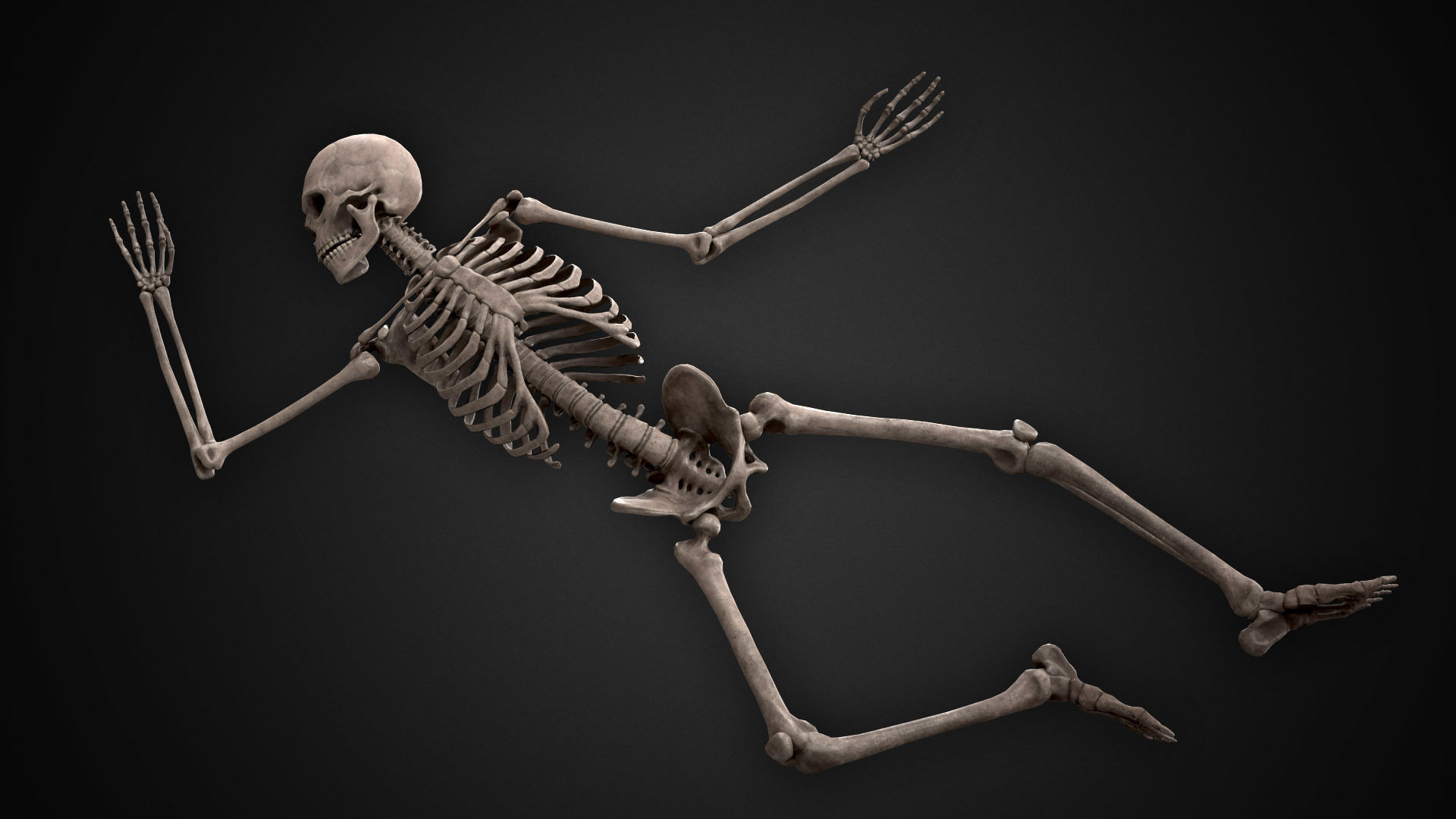 Human Skeletons and Bones Low-poly 3D model_13
