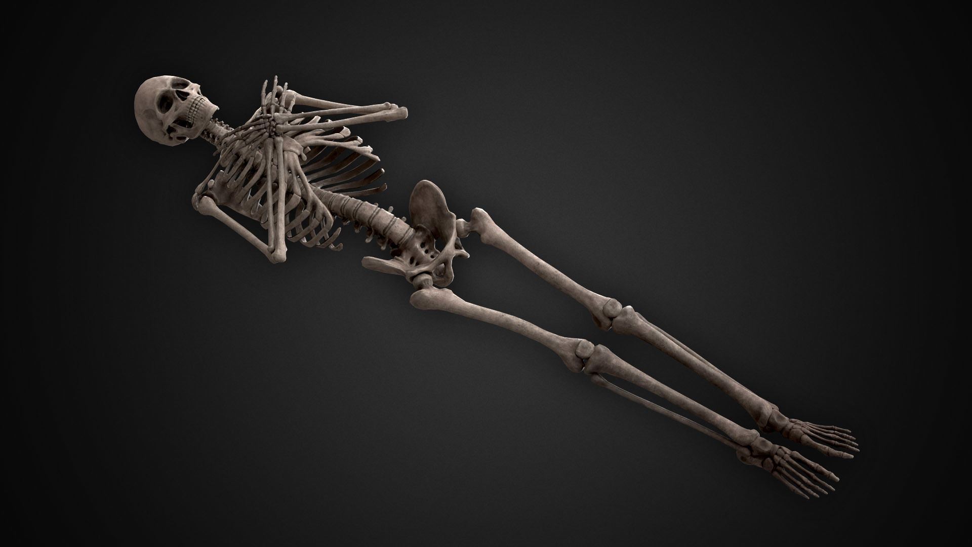 Human Skeletons and Bones Low-poly 3D model_14