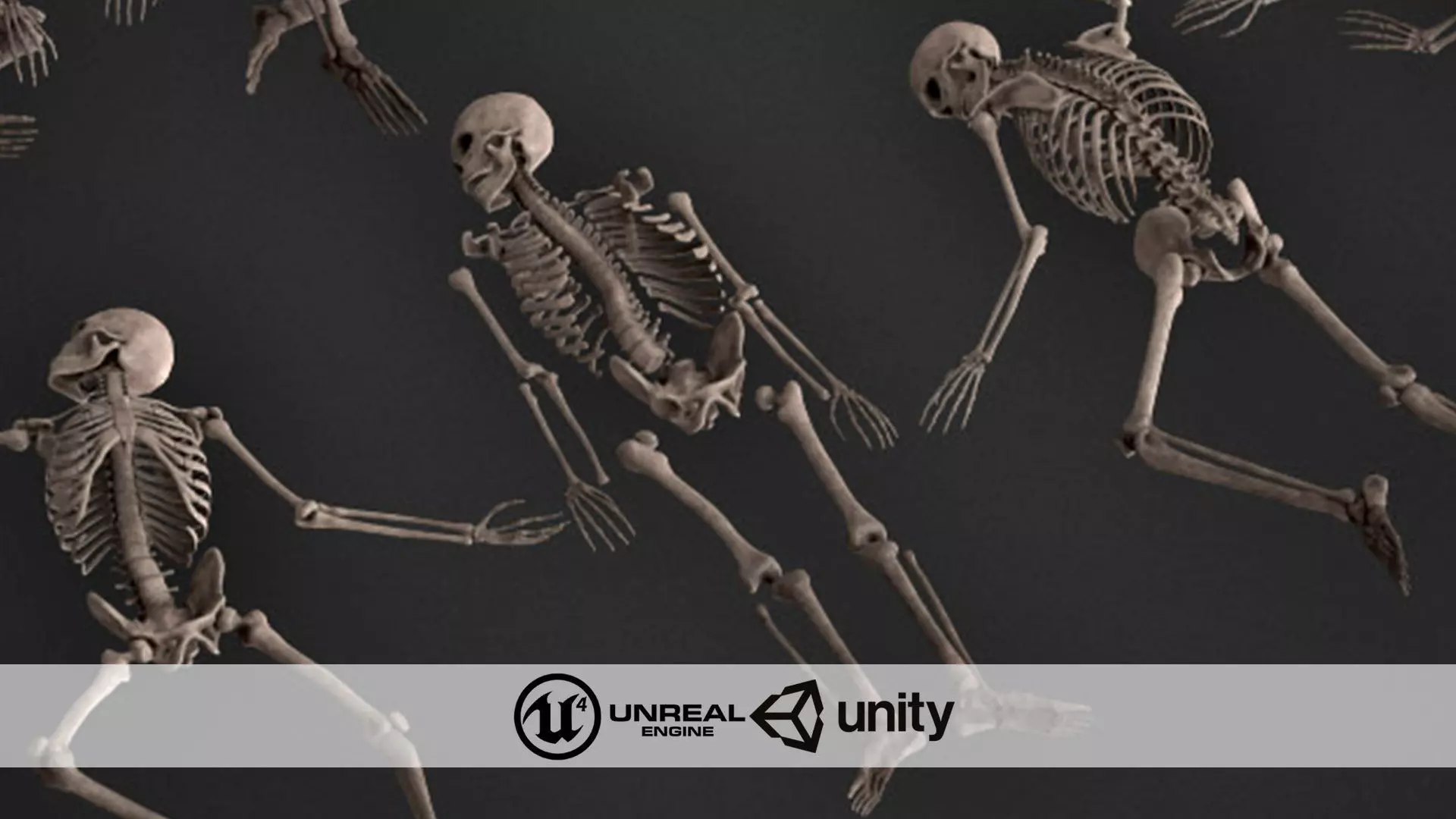 Human Skeletons and Bones Low-poly 3D model_0
