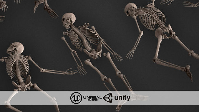 Human Skeletons and Bones Low-poly 3D model