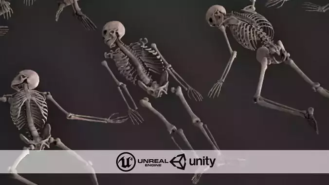 Human Skeletons and Bones Low-poly 3D model