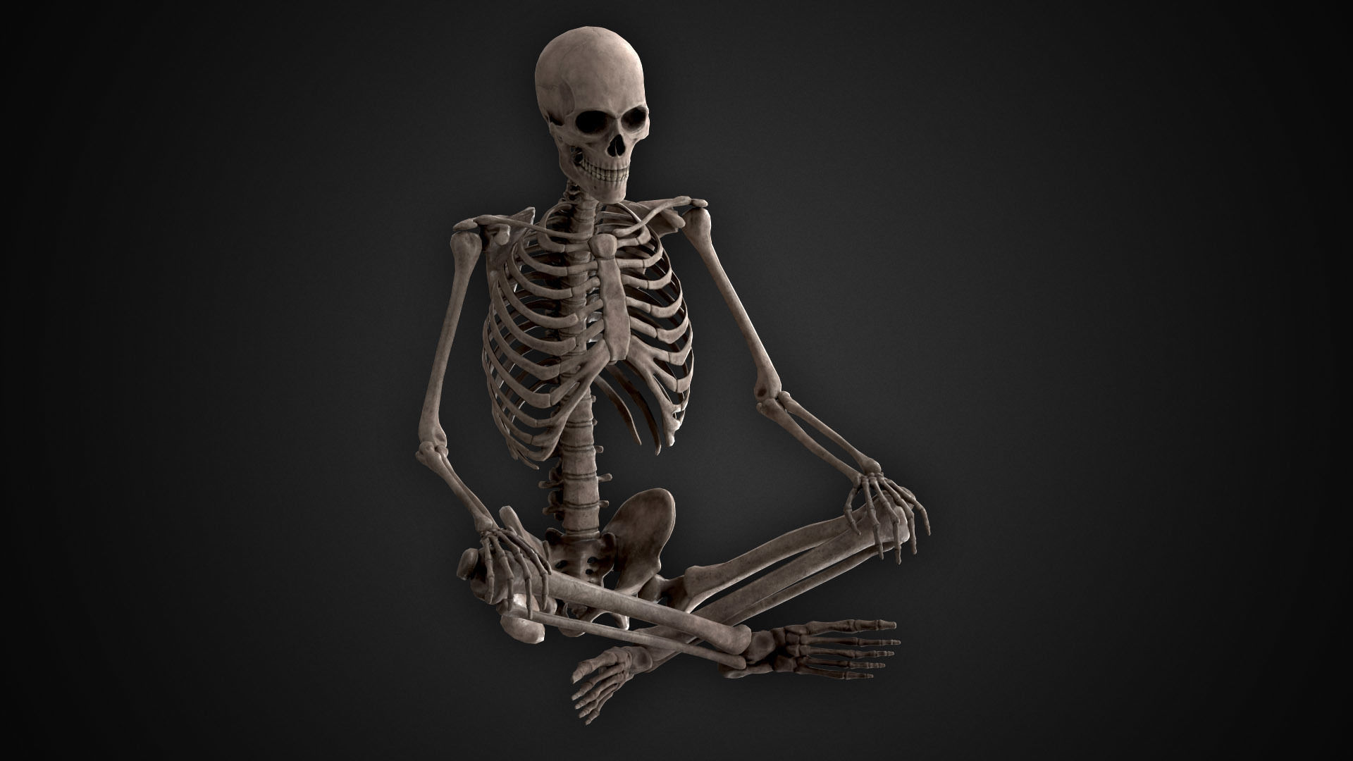 Human Skeletons and Bones Low-poly 3D model_16
