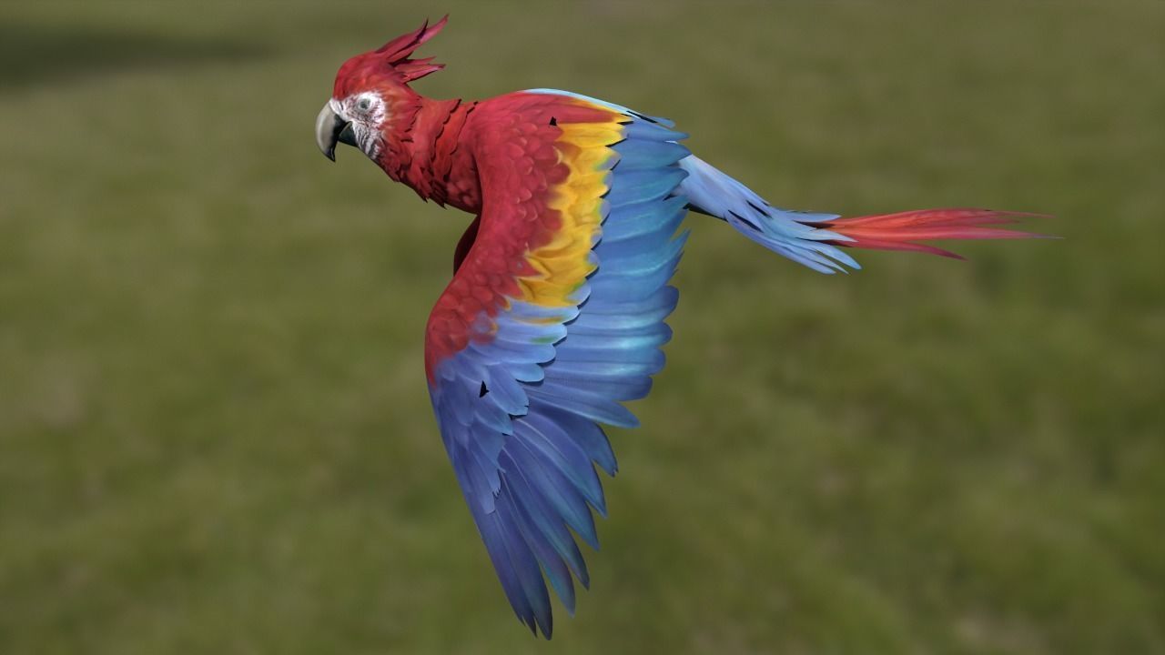 Parrot toon animations Low-poly 3D model_3