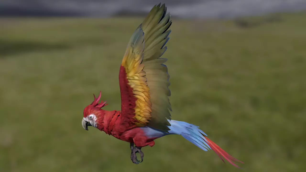 Parrot toon animations Low-poly 3D model_0