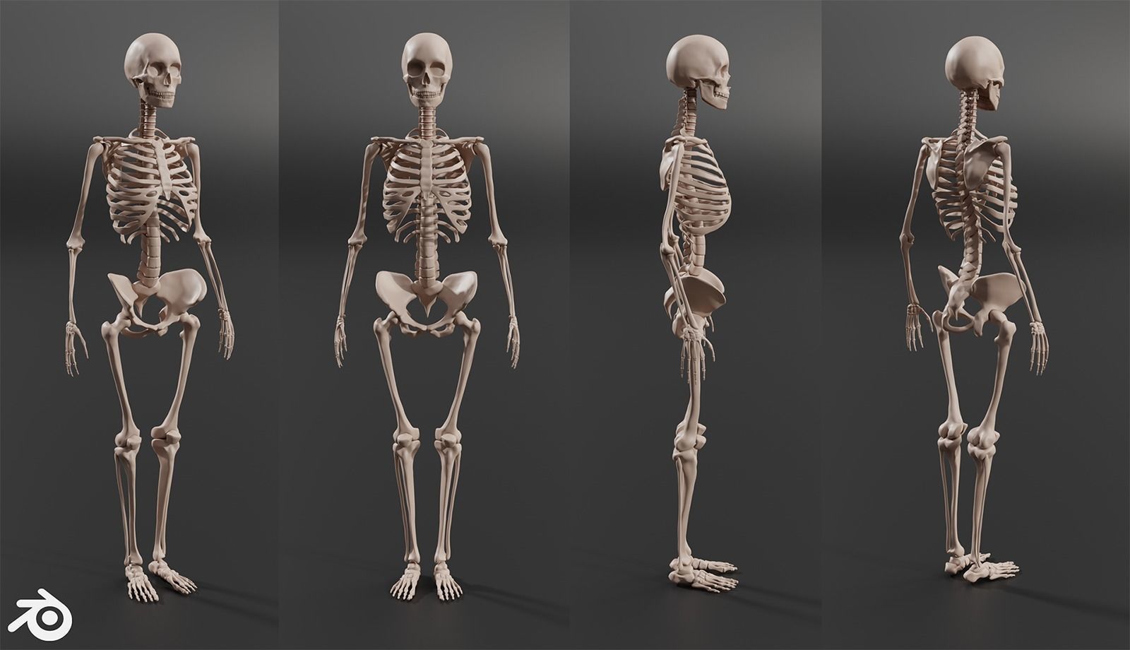 Human Female Skeleton 3D model_1