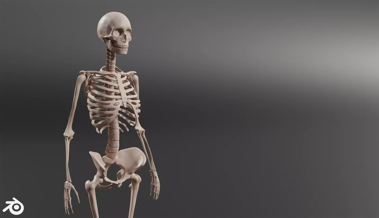 Human Female Skeleton 3D model_0