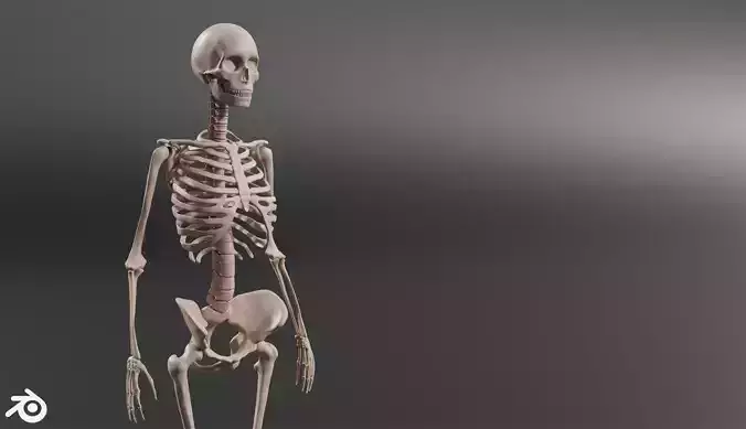 Human Female Skeleton