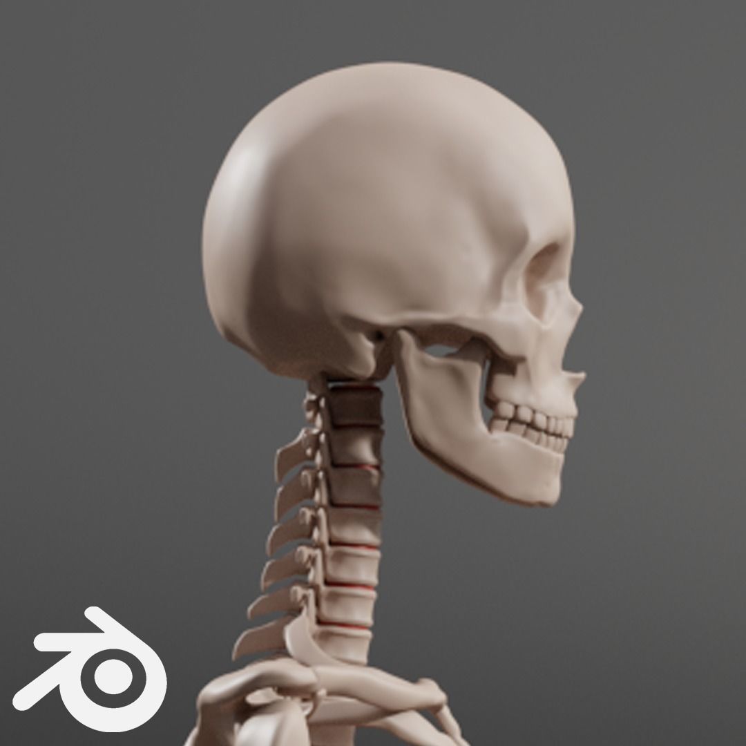 Human Female Skeleton 3D model_3