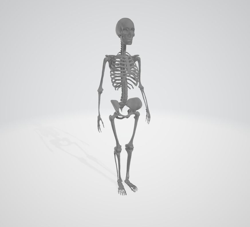 Human Female Skeleton 3D model_4