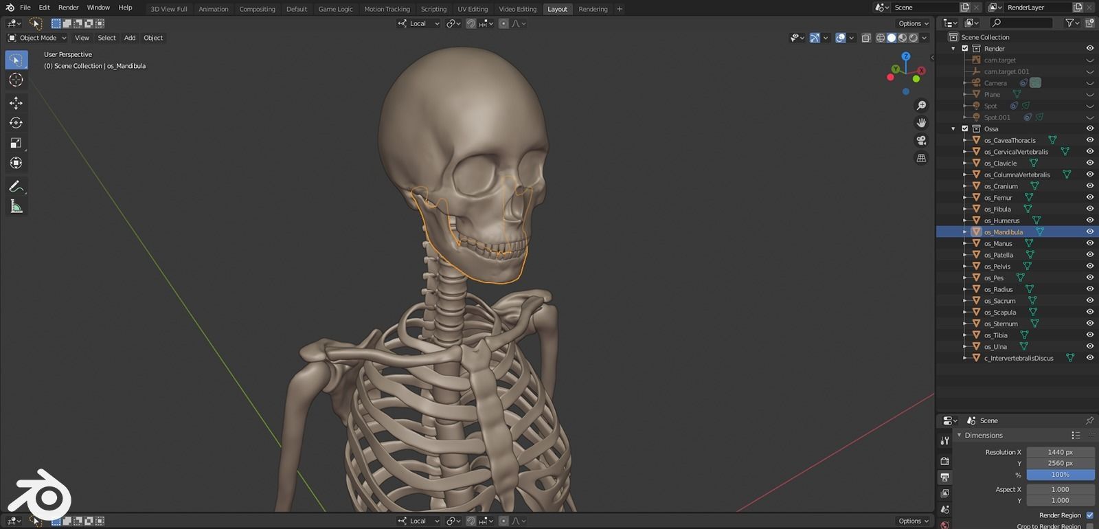 Human Female Skeleton 3D model_2
