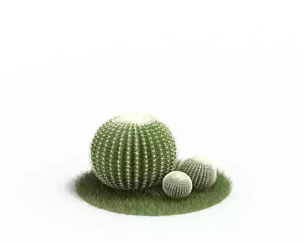 Small Plant Cactus