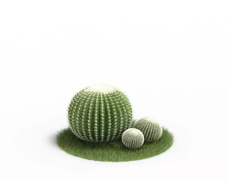 Small Plant Cactus 3D model_0