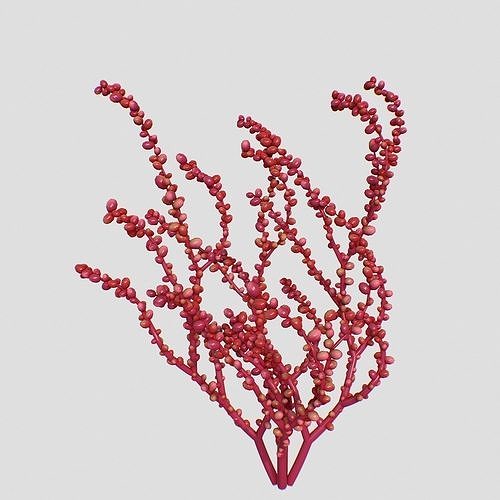 Red Grape Caulerpa V2 3D model