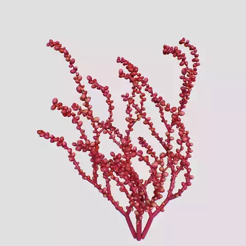 Red Grape Caulerpa V2 3D model
