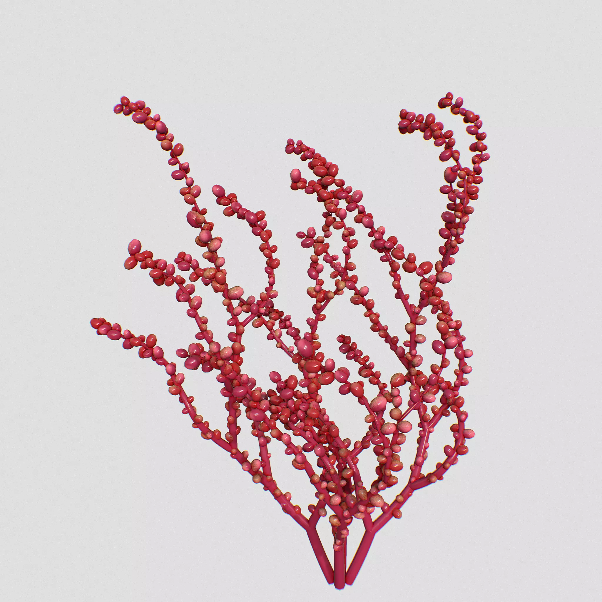 Red Grape Caulerpa V2 3D model