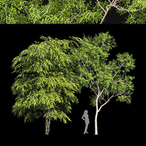 2tree European Bladdernut Staphylea Pinnata Ghost Gum 3D model