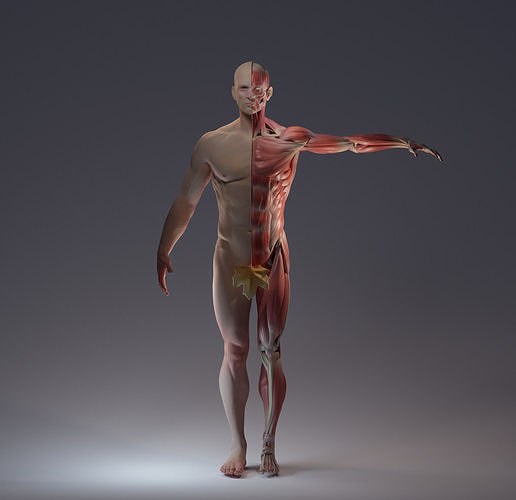 Anatomy 2021 3D model 3D model