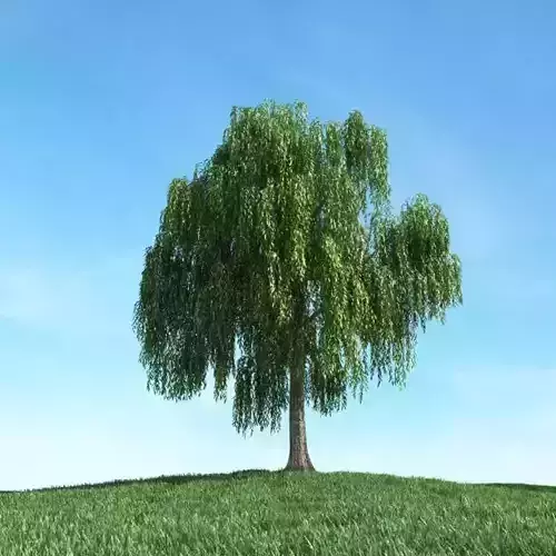 Weeping Willow Tree