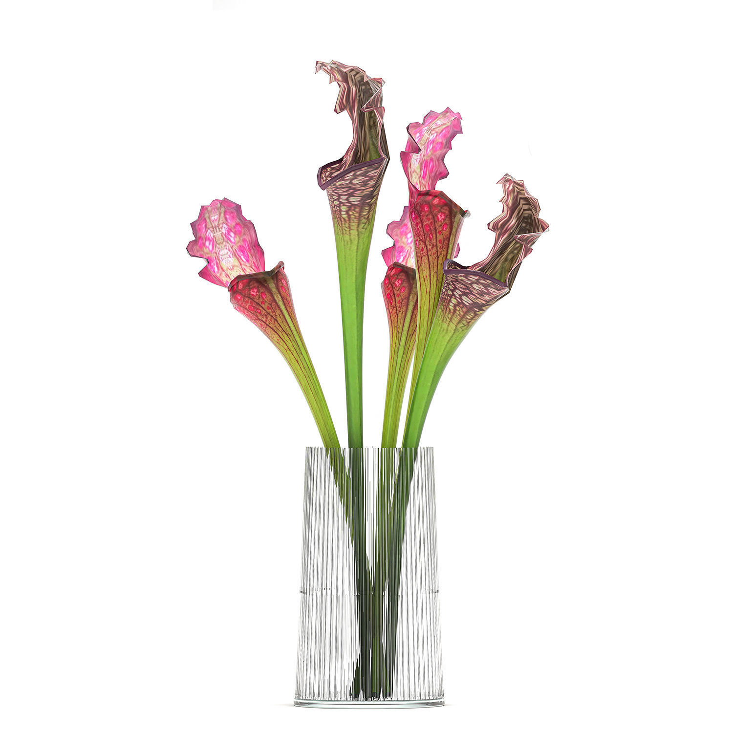Bouquet of Sarracenia flowers in a vase 180 3D model_3
